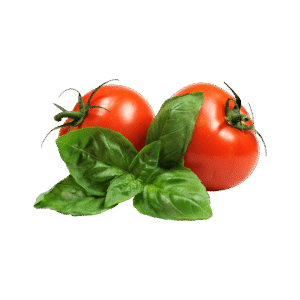 Tomato Plant